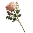 Rose (1)